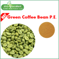 Grüner Kaffeebohnextraktpulver